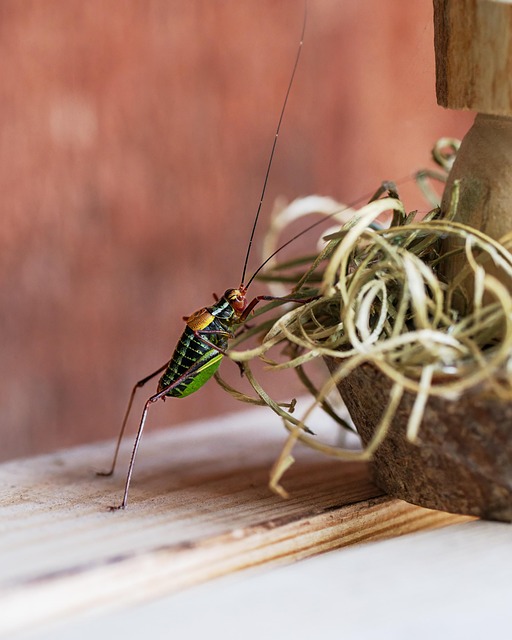 Athlete performing agility drills with motion capture sensors.